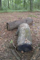Click to see it big Ich mit Kettensäge, Impression aus dem Wald